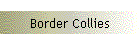 Border Collies