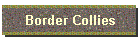 Border Collies