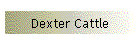 Dexter Cattle