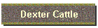 Dexter Cattle