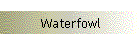Waterfowl