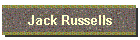 Jack Russells