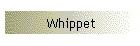 Whippet
