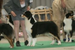 Multiple Ch Bayshore's Boston Creme