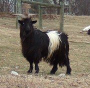 Blue eyed, Belted Stud goat...Photo By Judita Preiss