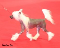 BIS Mex, Am Ch Bayshore's Patton Pending