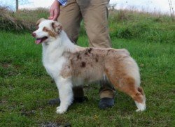 Bayshore Stonehaven Premonition