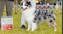 BIS Multi Ch Bayshor Montrose Carv'd In Stone