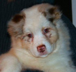 Ch Bayshore Stonehaven Cat Burglar