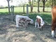 Barnstormer and Snowflake as calves