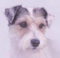 Ch Windchase Dream of Bayshore