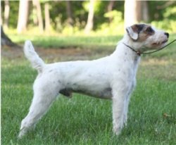 Bowery Bravos Scoop SE