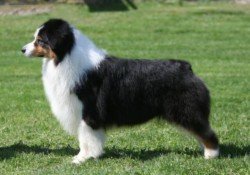 AKC/ASCA/ENG Ch. Heatherhill Shock n' Awe