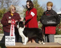 Ch. Avatar Papoose of Bayshore