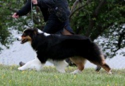 Ch Bayshore Violets Are Blue