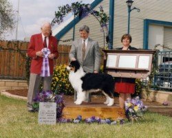 AKC/ASCA Ch. Bayshore Tradition of Milwin