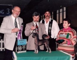 Ch Talecca's Black Widow