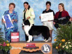 Ch. Majestic Avatar Storm Warning