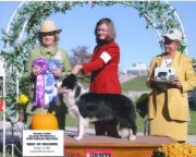 2005 BCSA National specialty  Winners Bitch, Best Of Winners