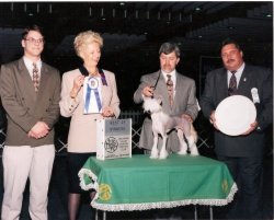 BISS Ch Bayshore's Sol-Orr Hi-tech