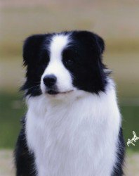 BIS BISS Ch. Borderfame Spellbound