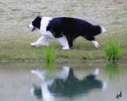 BIS BISS Ch. Borderfame Spellbound