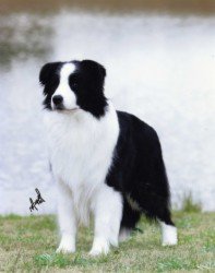 BIS BISS Ch. Borderfame Spellbound