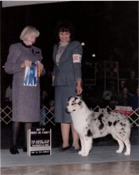 Ch Bayshore Whispn'Ln I Hop