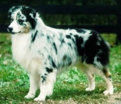 BIS/BISS Ch. Bayshore Flapjack