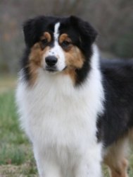 Ch Bayshore Stonehaven Heartthrob