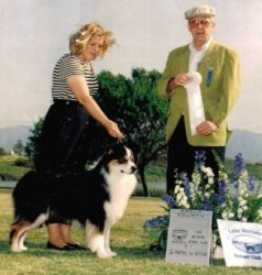 Italian/AKC Ch. Bayshore Ralph Lauren