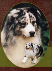 BIS/BISS Ch. Bayshore Flapjack