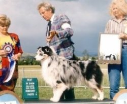 BIS/BISS Ch. Bayshore Flapjack