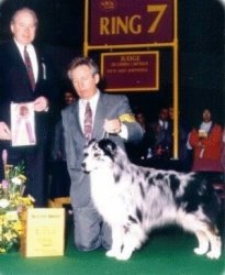 BIS/BISS Ch. Bayshore Flapjack