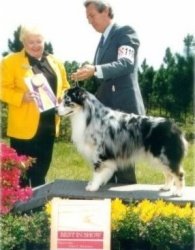 BIS/BISS Ch. Bayshore Flapjack