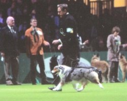 Pictured with her handler above co-owner Leon Geotz