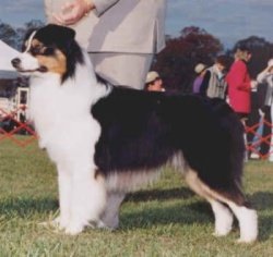 Reserve Winners Dog - 2000 USASA National Specialty