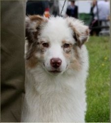 Ch Bayshore Stonehaven Cat Burglar