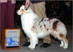 Ch Bayshore Stonehaven Cat Burglar