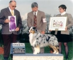 AKC/CKC Milwin Legend of Bayshore