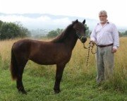 Shenandoah Pitty Pat