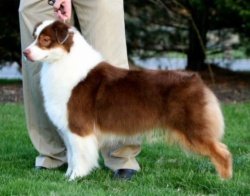 Bayshore Stonehaven Cat Call