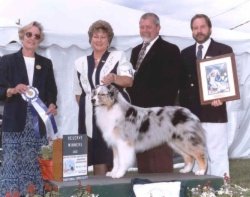 Reserve Winners Dog
2001 United States Australian Shepherd Association National Specialty