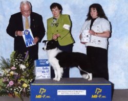 BISS Ch. Avatar Spellbinder Bayshore