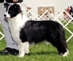 Ch. Majestic Avatar Storm Warning