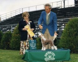 BISS Ch. Bayshore Sol-Orr Dreamsickle