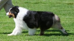 AKC/ASCA/ENG Ch. Heatherhill Shock n' Awe