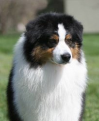 AKC/ASCA/ENG Ch. Heatherhill Shock n' Awe