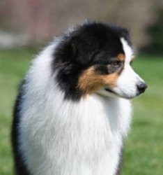 AKC/ASCA/ENG Ch. Heatherhill Shock n' Awe