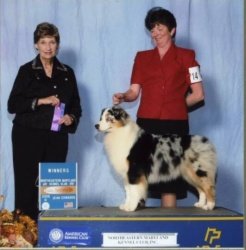 Bayshore Cat In The Hat